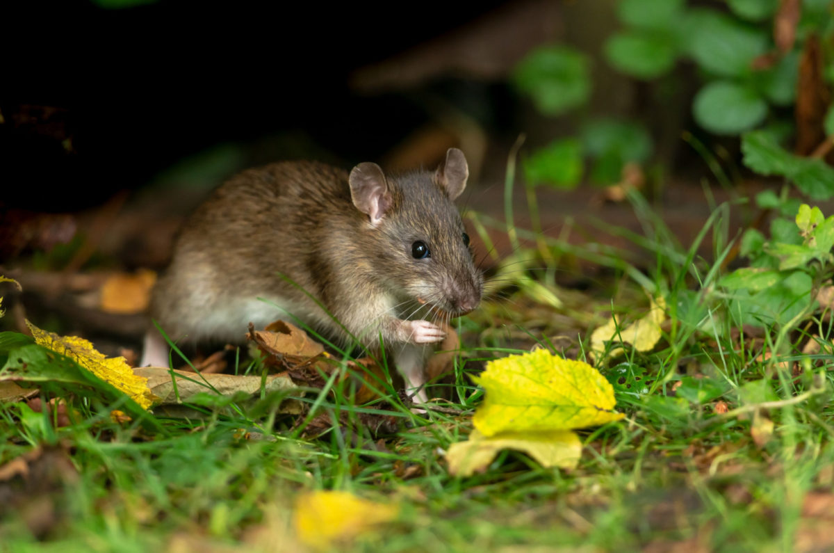 Voir Un Rat La Signification Spirituelle De Ce Rongeur