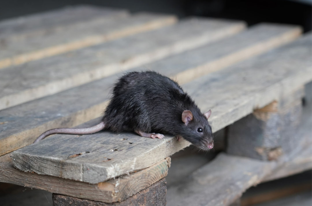 Voir Un Rat : La Signification Spirituelle De Ce Rongeur