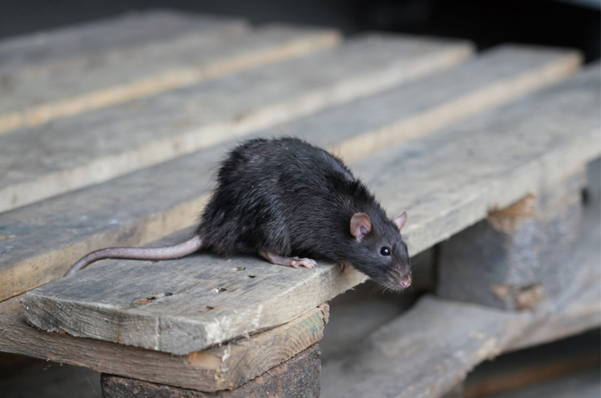 Voir Un Rat La Signification Spirituelle De Ce Rongeur