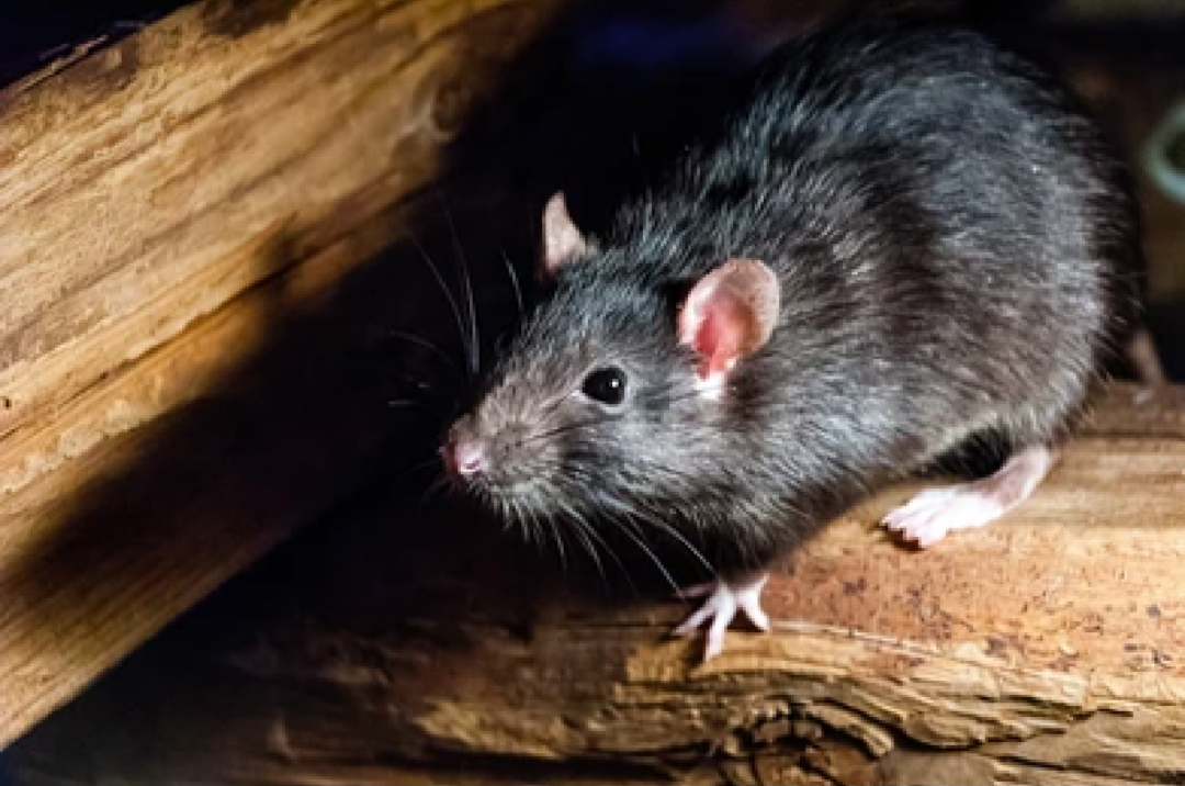Voir Un Rat La Signification Spirituelle De Ce Rongeur