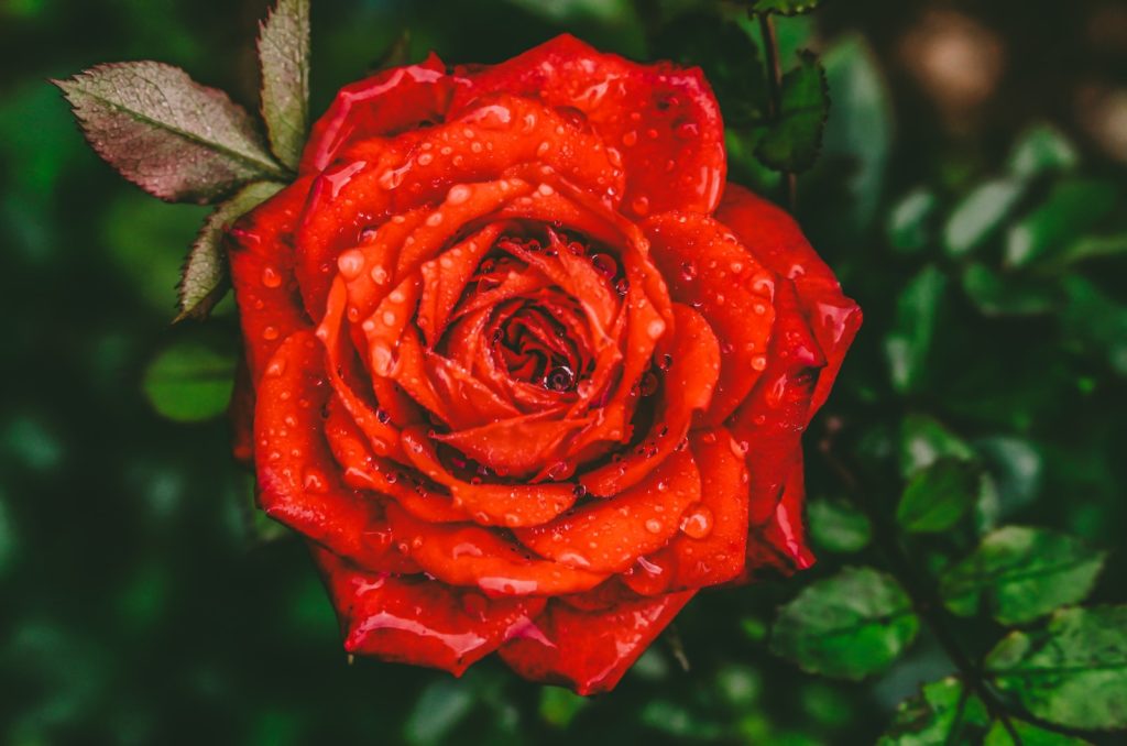 La Rose Rouge Et Sa Signification Spirituelle Cachée