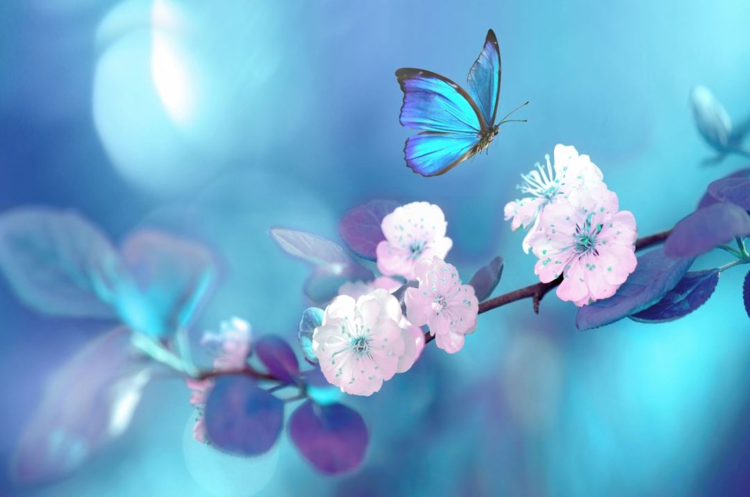 Les Papillons Bleus Et Leurs Significations Spirituelles