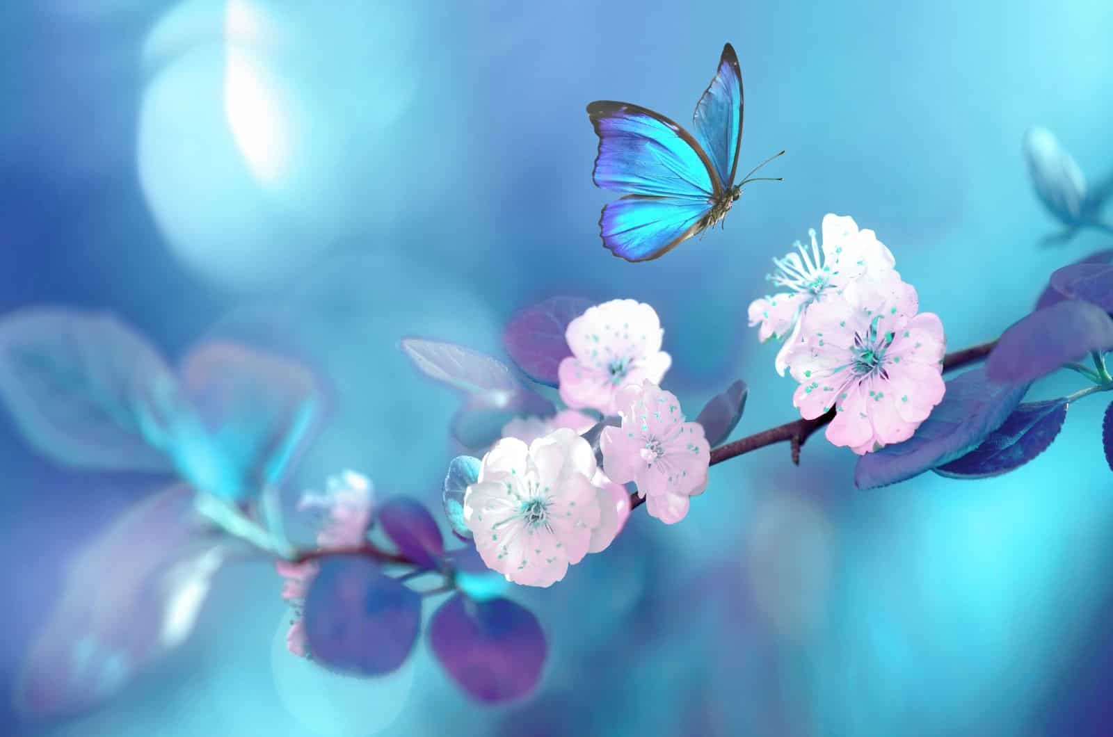 Beau papillon bleu en vol au-dessus d'une branche d'abricotier en fleurs