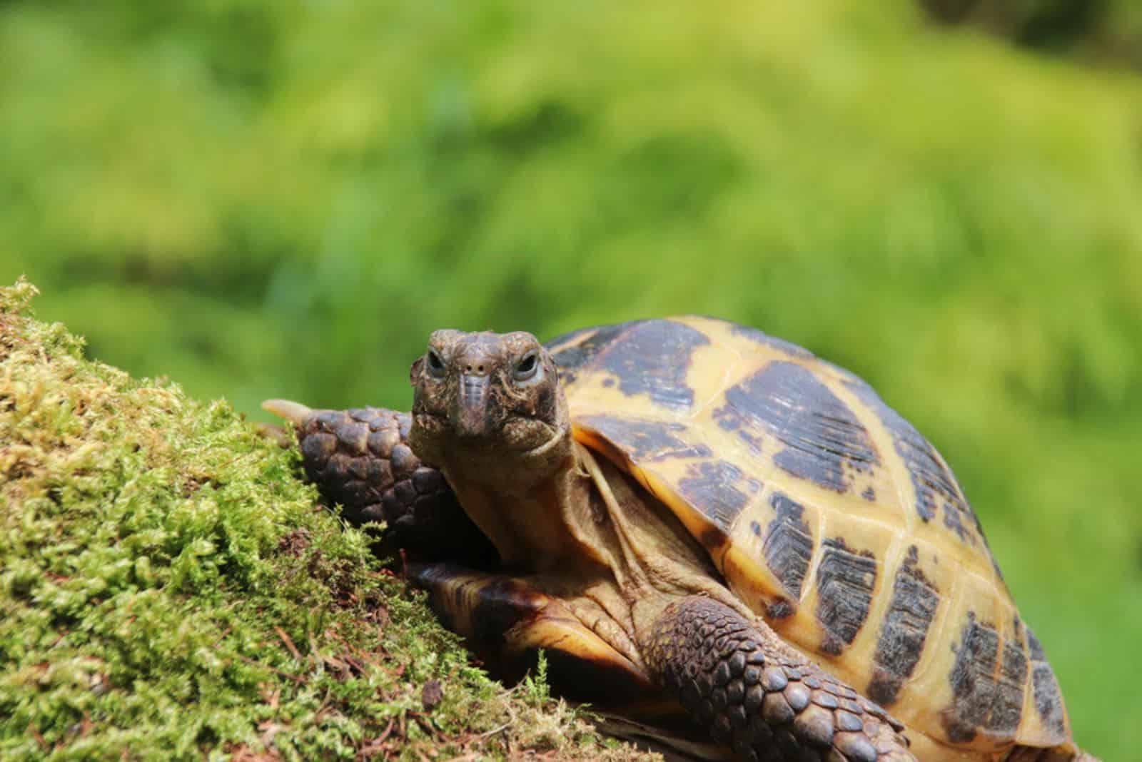 Female Russian tortoise 