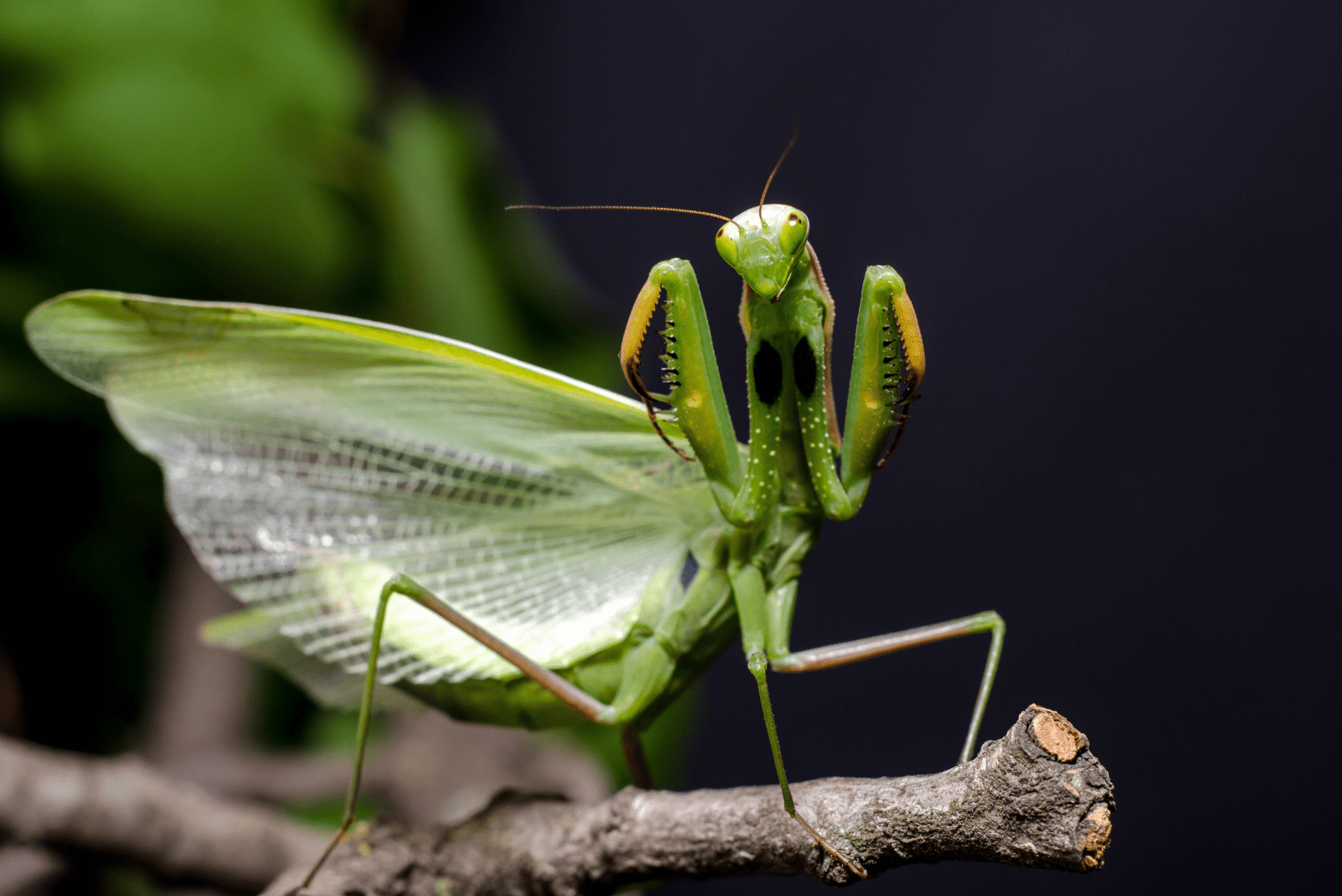 Mantis en position défensive