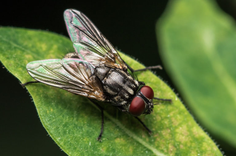 mouche domestique