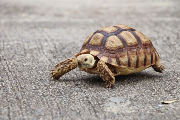 La tortue sillonnée prend un bain de soleil sur le sol