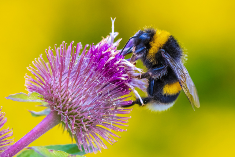 bourdon sur fleur violette