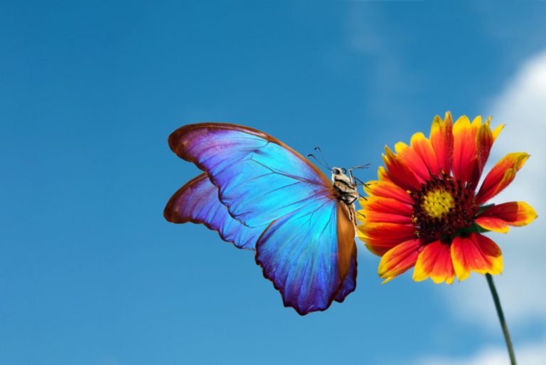 Papillon morpho bleu vif sur une fleur rouge colorée