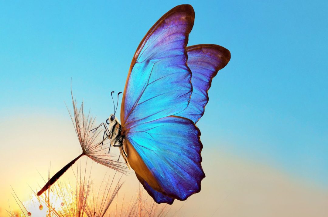 Les Papillons Bleus Et Leurs Significations Spirituelles