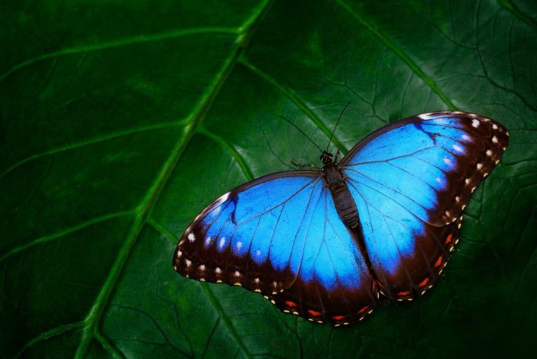 Les Papillons Bleus Et Leurs Significations Spirituelles