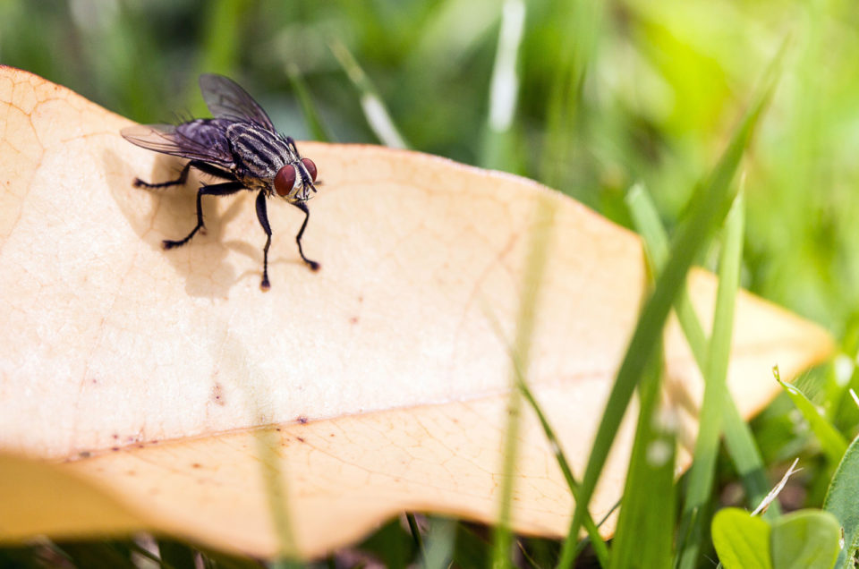 La Mouche Signe De Mort Ou Estce Seulement Associé À La Mort