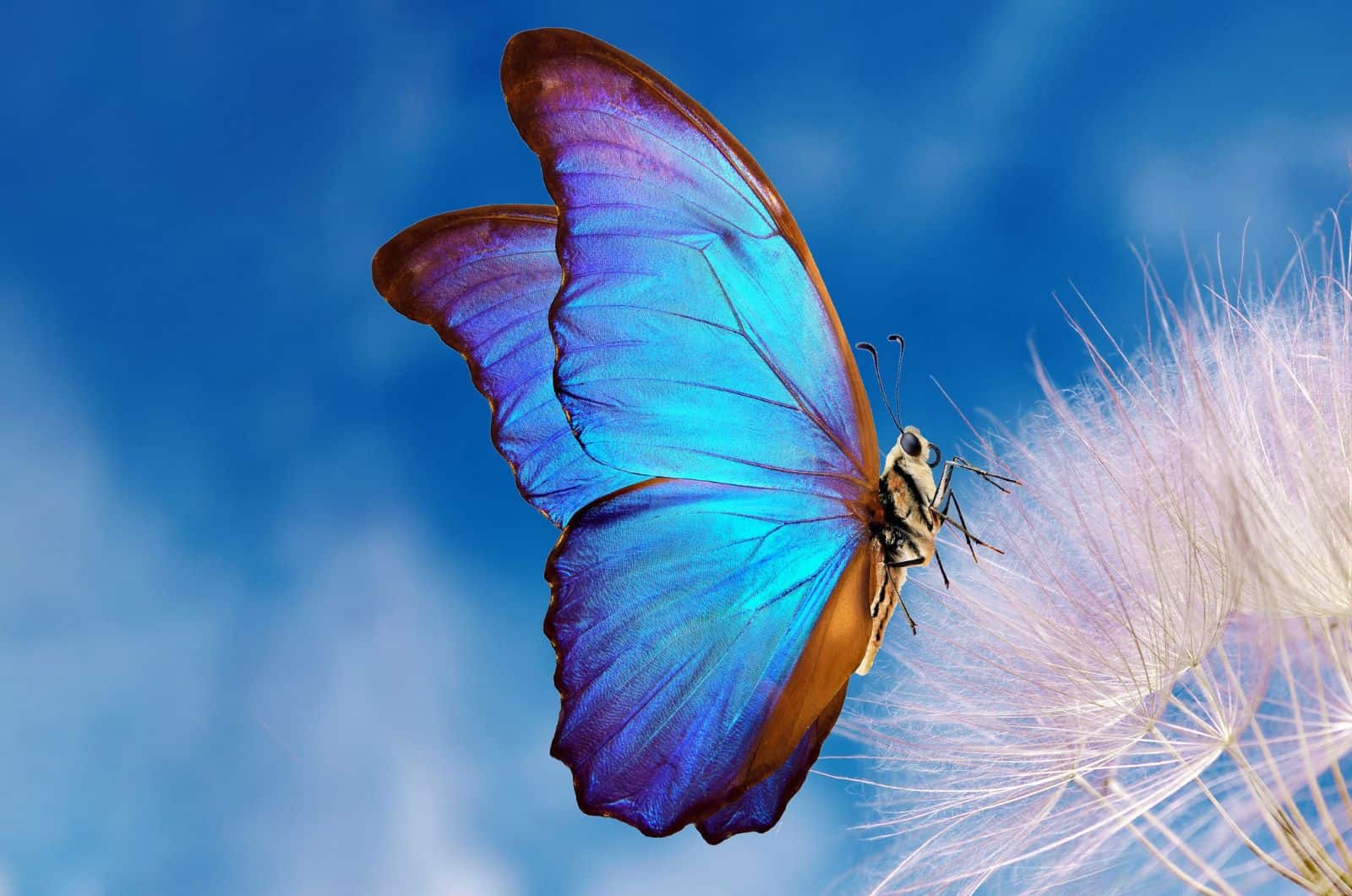 papillon bleu sur le pissenlit