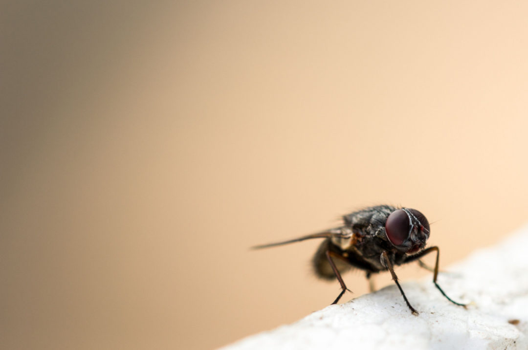 La Mouche Signe De Mort Ou Estce Seulement Associé À La Mort