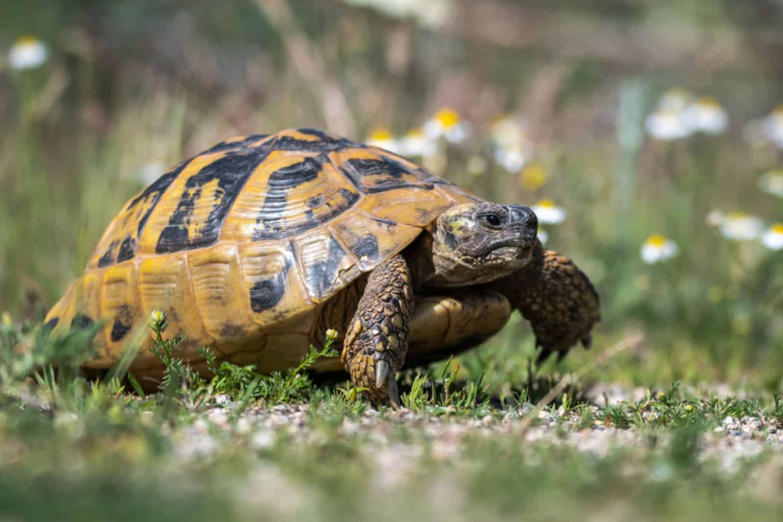tortue marchant dans le jardin