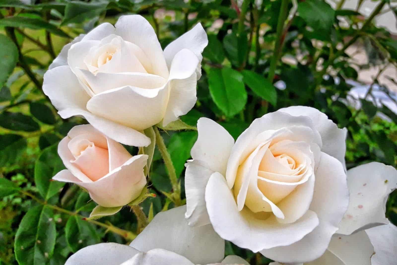 belles roses blanches dans le jardin
