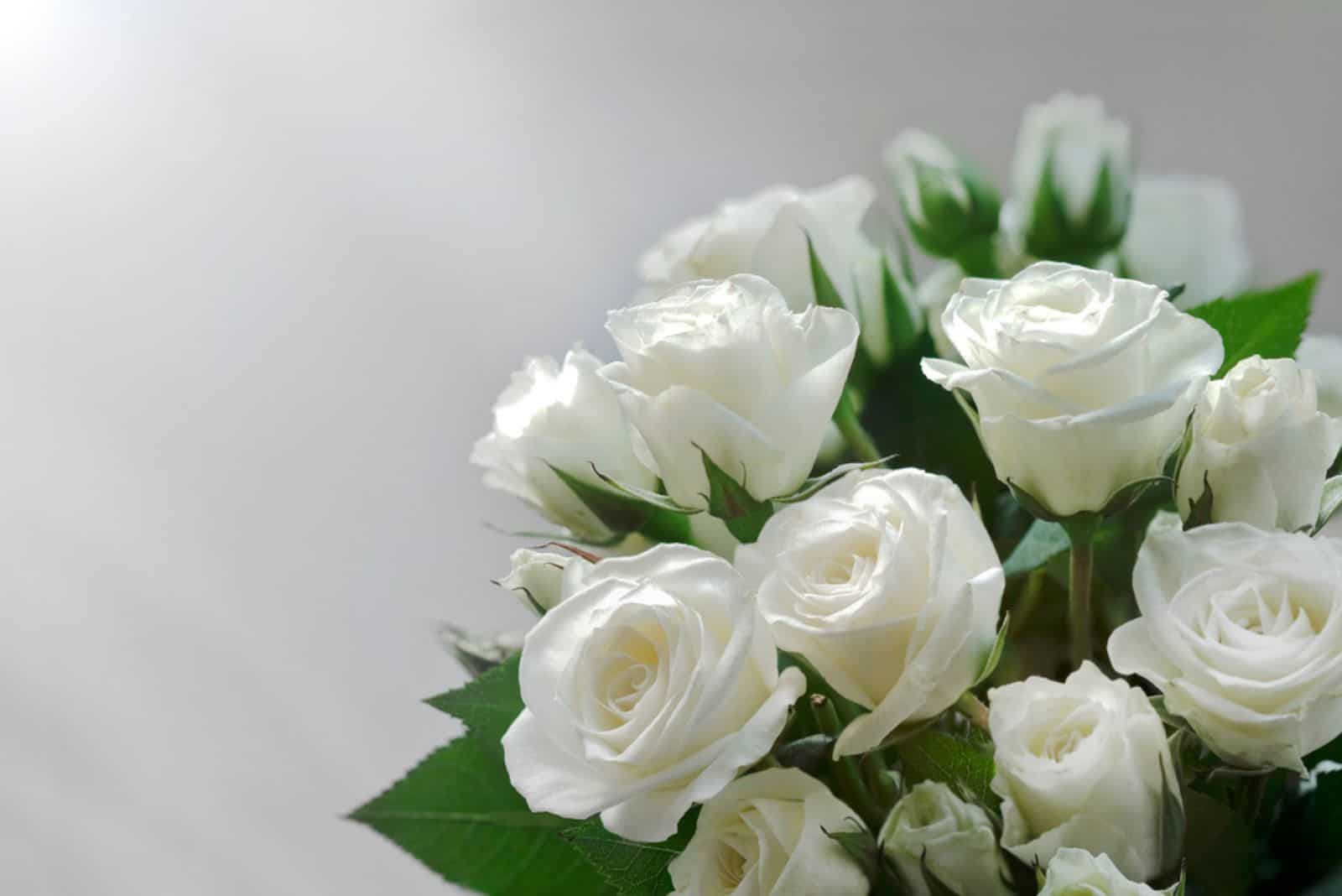 bouquet de roses blanches