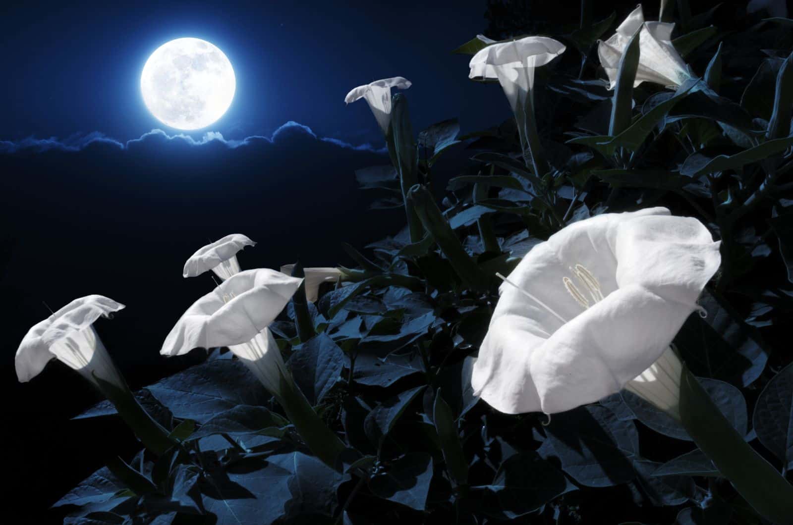 fleur de lune en fleurs avec la lune en arrière-plan