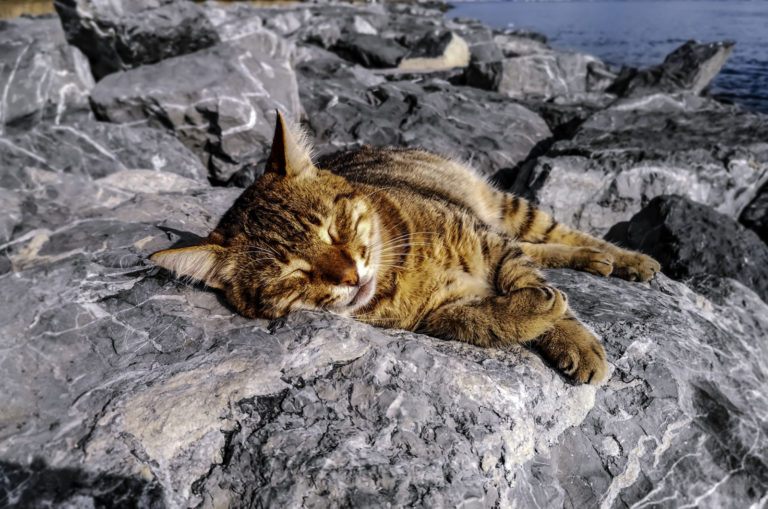 La Mort D’un Chat : La Signification Spirituelle De Ce Processus
