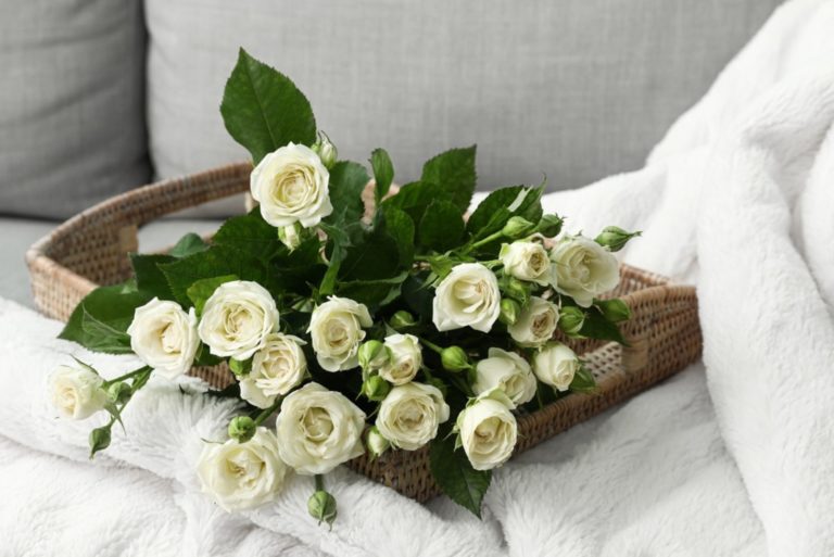 Plateau avec beau bouquet de roses blanches sur canapé