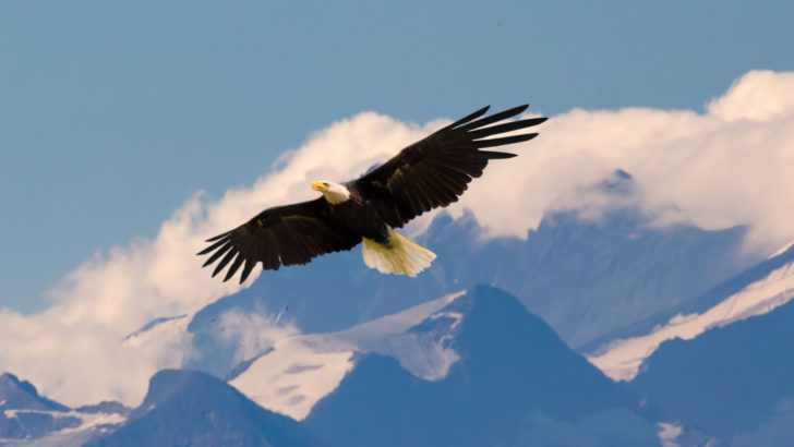 Qu’est-ce Que L’aigle Et Sa Signification Spirituelle Disent ?