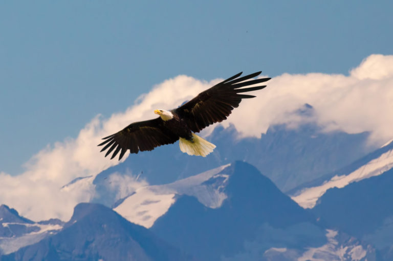 aigle volant