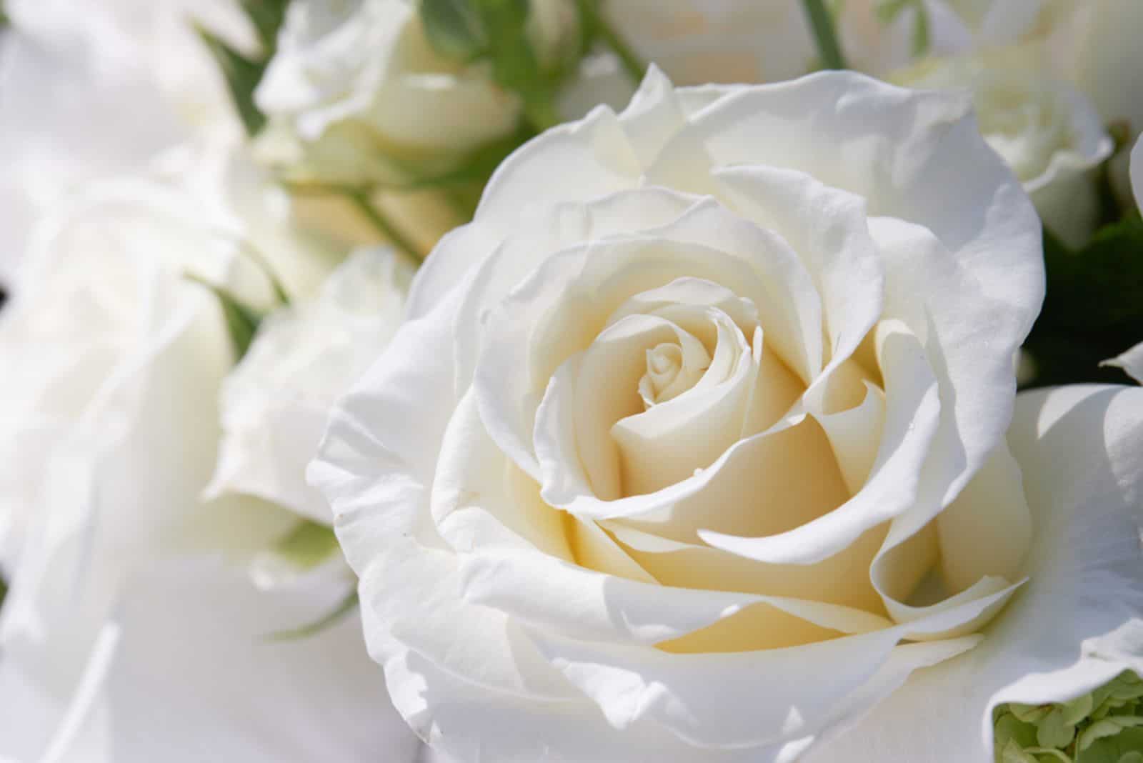 Rosée sur les pétales d'une rose blanche