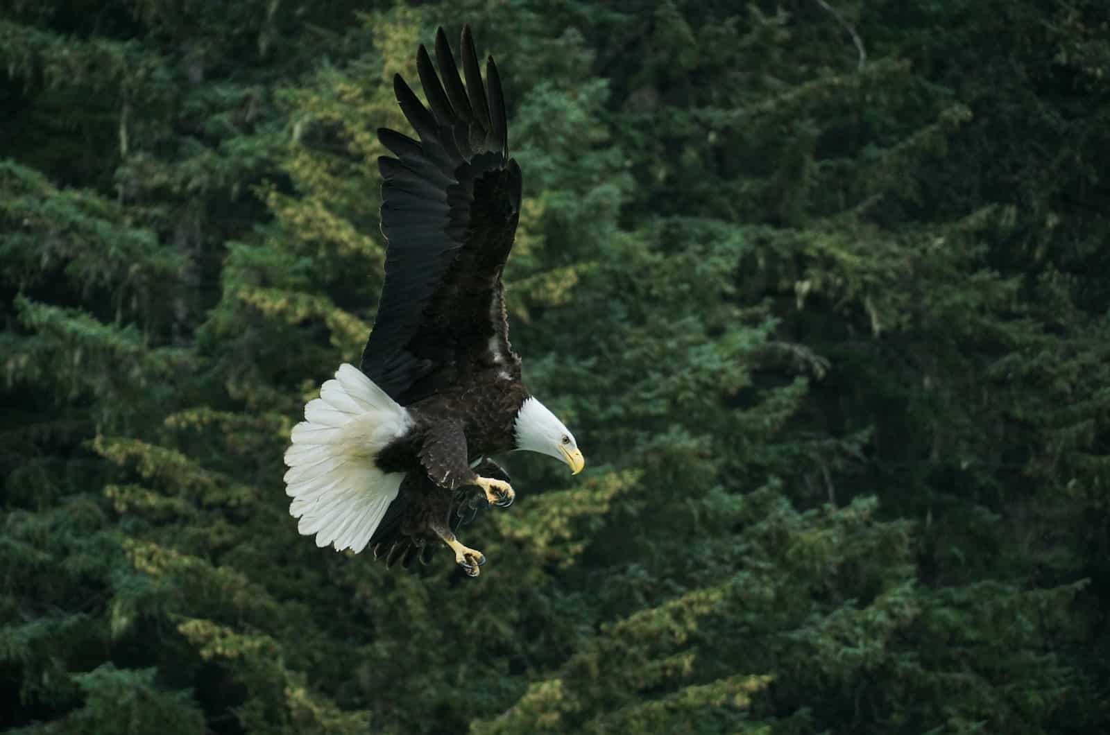aigle volant dans la forêt