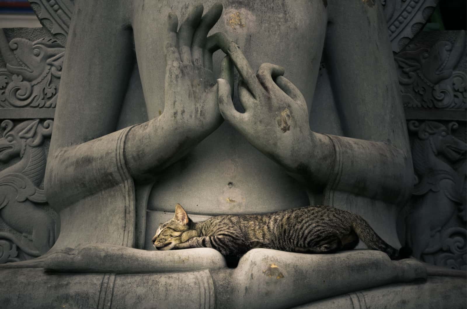 chat dormant sur une statue de bouddha