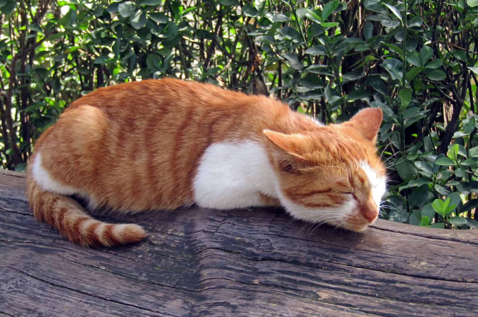 chat orange qui dort