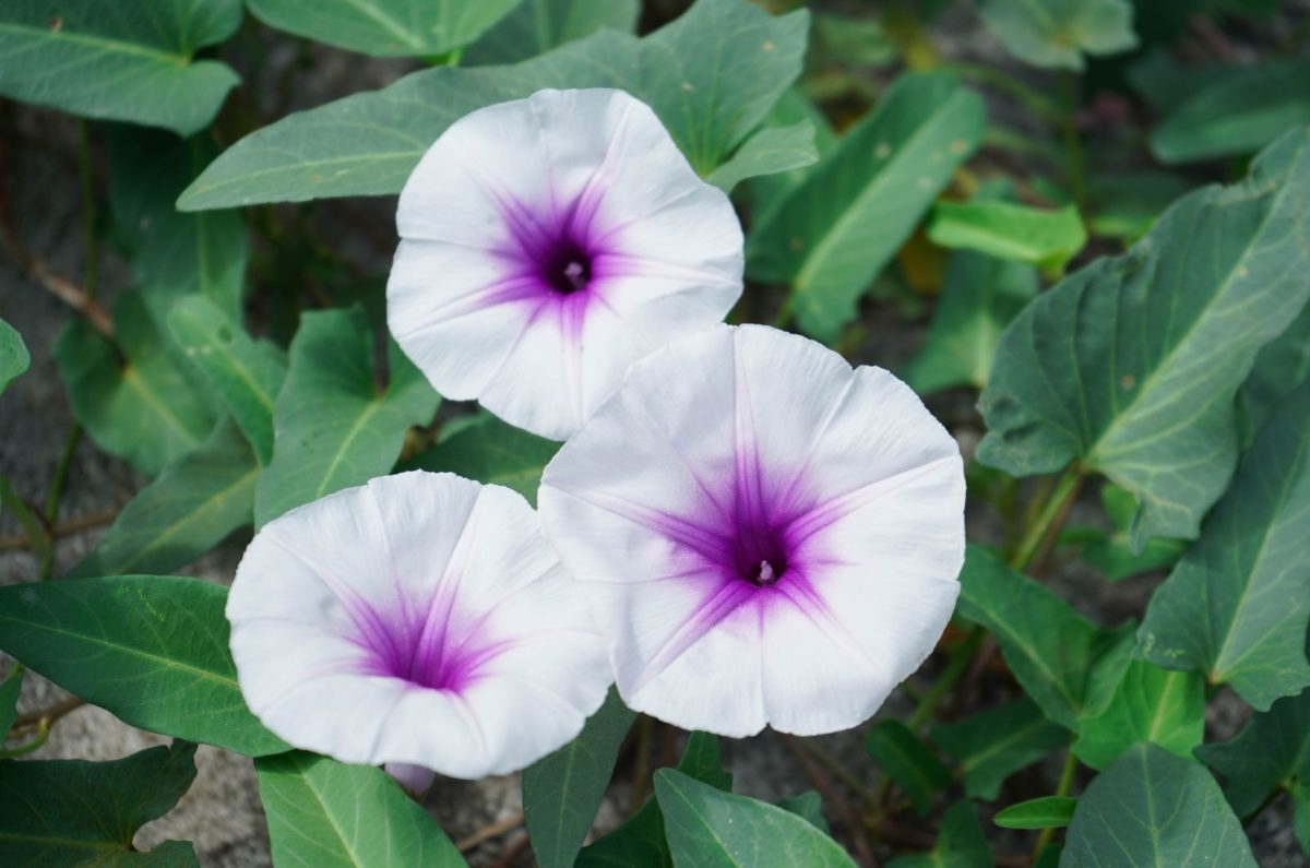 La Fleur De Lune : Significations De Cette Plante Dépolluante