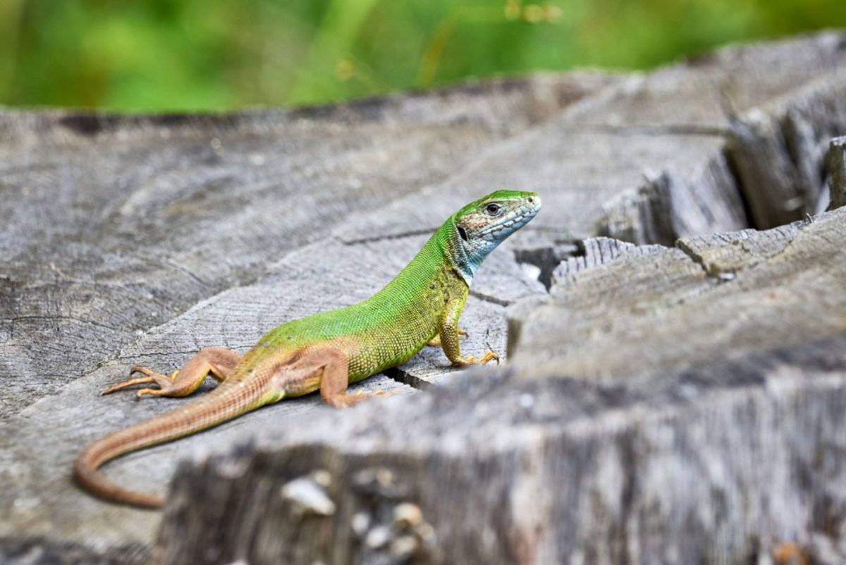 Lézard Dans La Maison Signification D’une Créature Magique