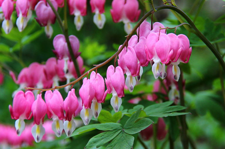 La Fleur Cœur De Marie La Signification Du Dicentra Spectabilis — free download