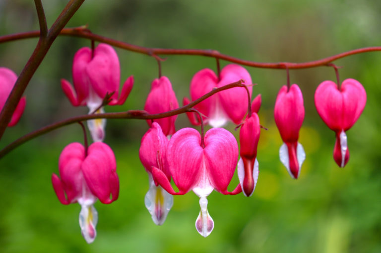 La Fleur Cœur De Marie