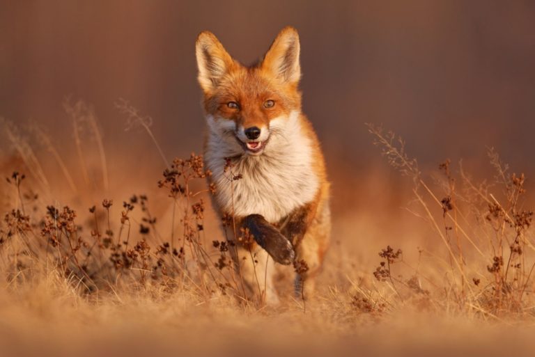 renard dans le pré
