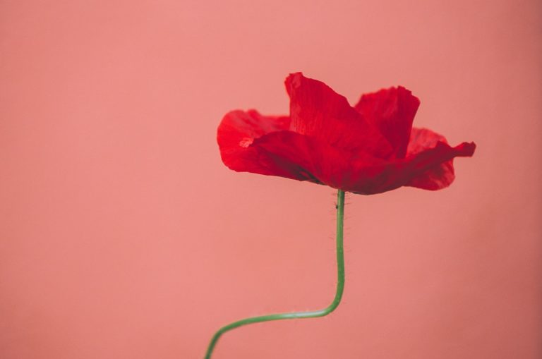 signification de fleur coquelicot