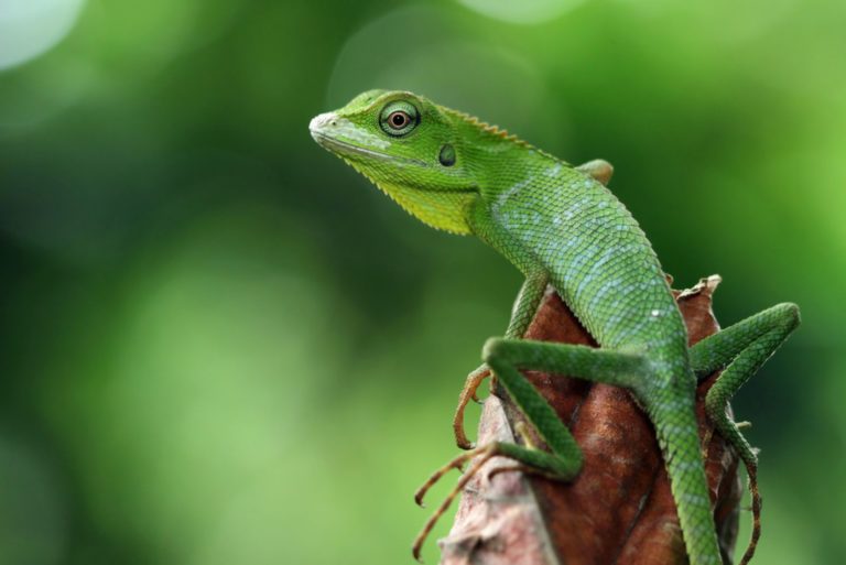 lézard vert sur branche