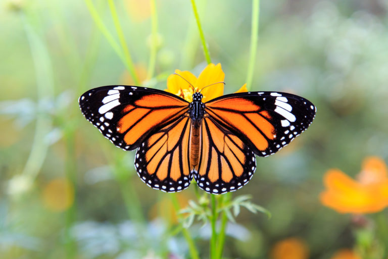 Papillon noir et jaune sur plante
