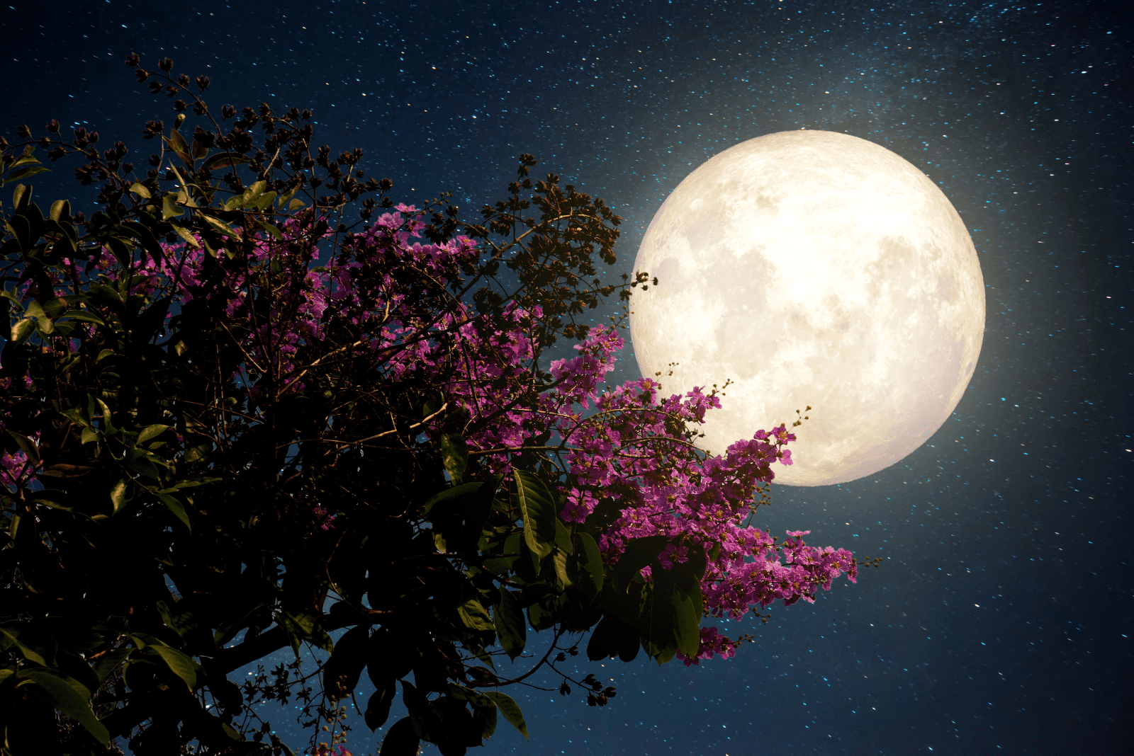 belle nouvelle lune à côté de l'arbre rose