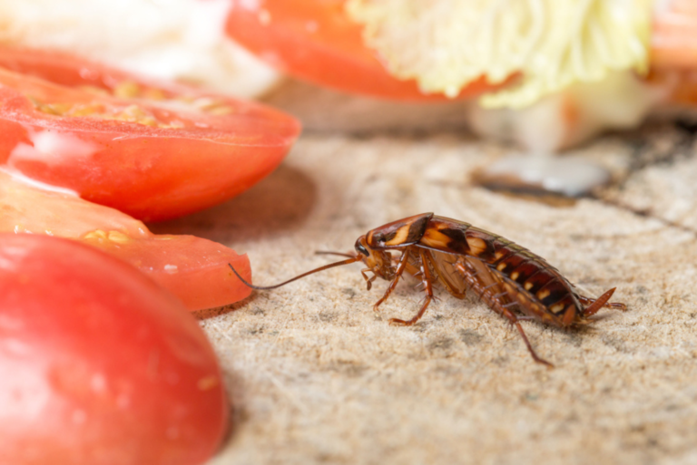 Cafard Dans La Maison Signification Spirituelle Les 9 Significations Spirituelles Du Cafard Dans La Maison