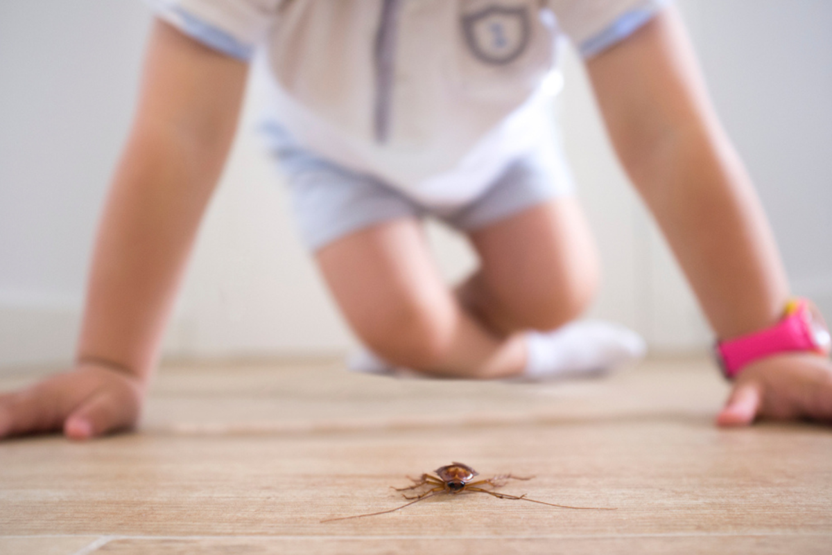 Les 9 Significations Spirituelles Du Cafard Dans La Maison