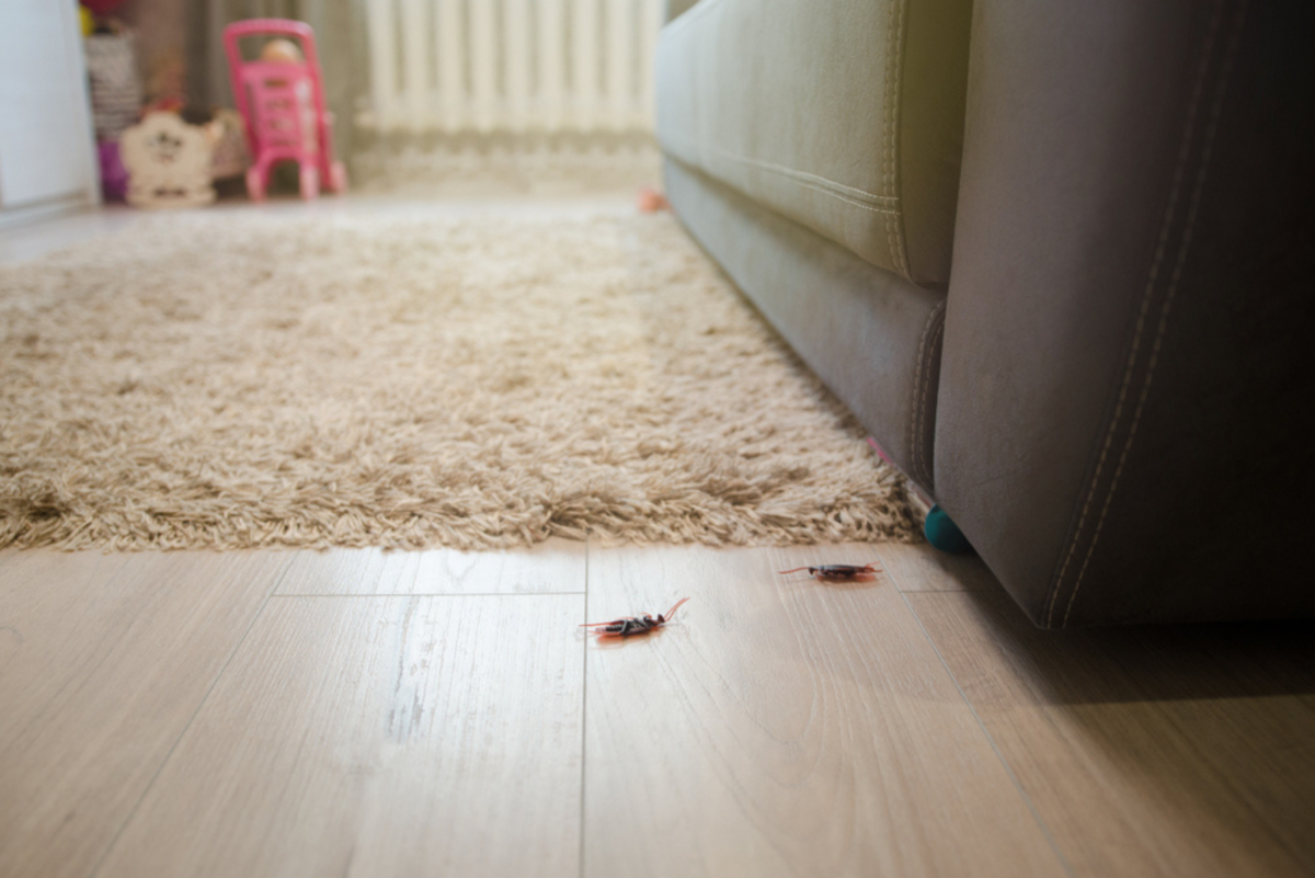 Les 9 Significations Spirituelles Du Cafard Dans La Maison