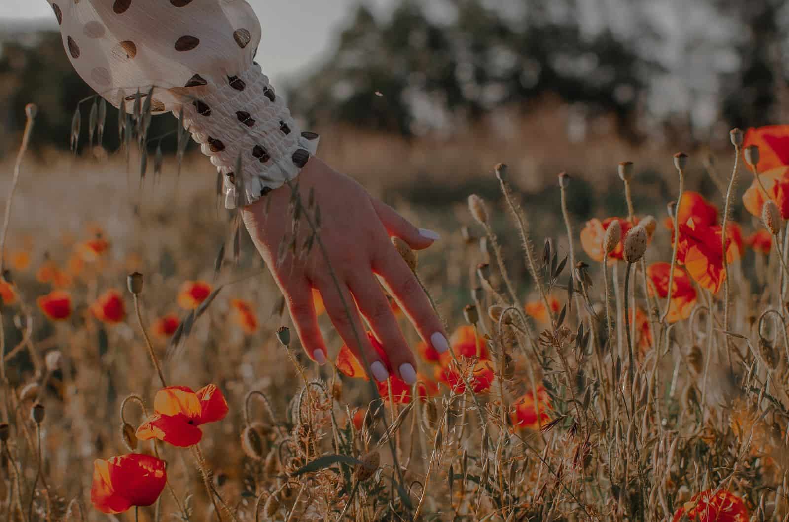 les mains de la femme touchant la fleur de pavot