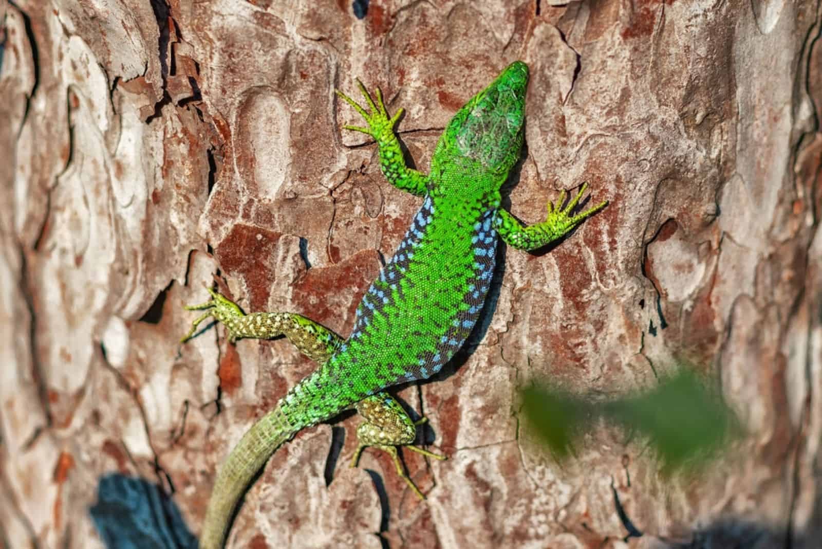lizard basking on a tree trunk