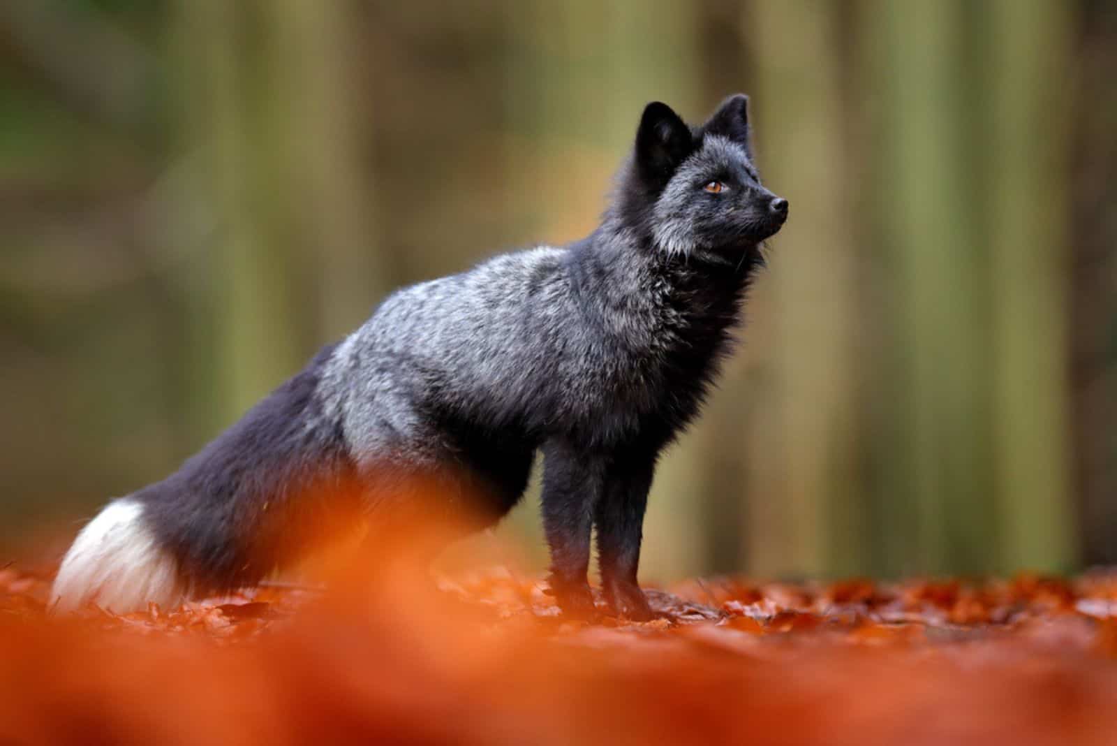 renard noir jouant dans la forêt d'automne