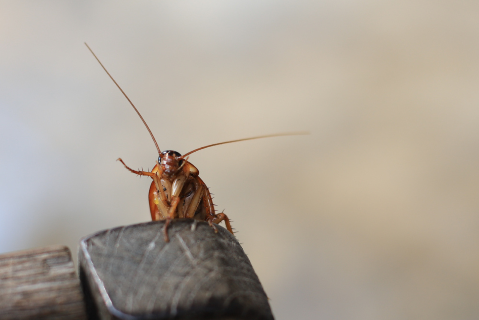 Les 9 Significations Spirituelles Du Cafard Dans La Maison