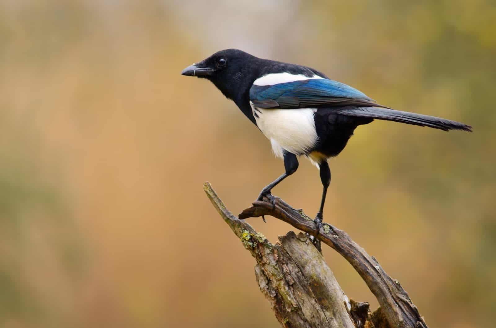 Pie debout sur une branche