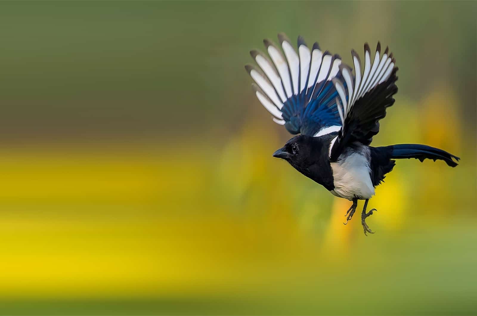 Pie volant dans la nature