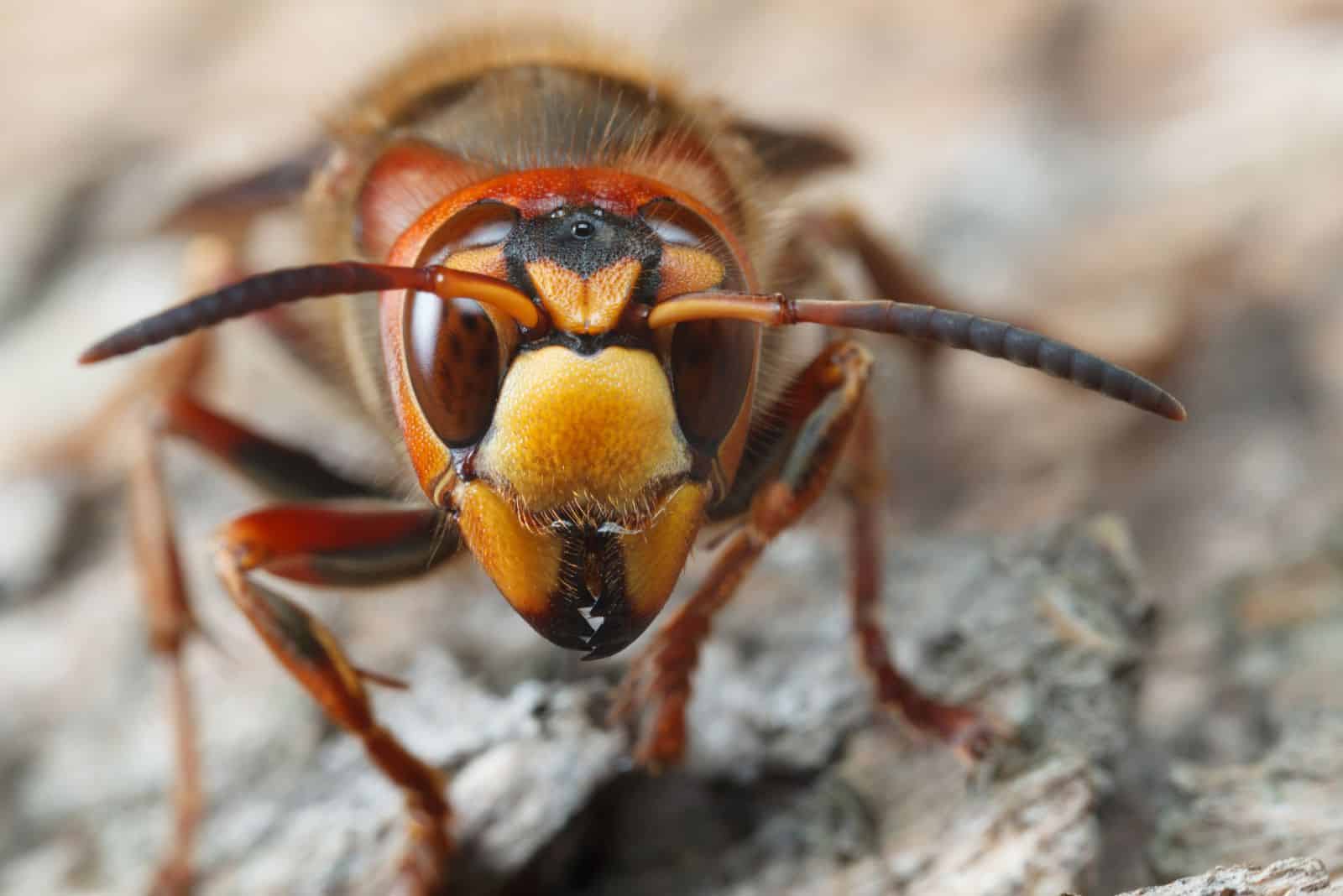 Portrait d'un frelon géant