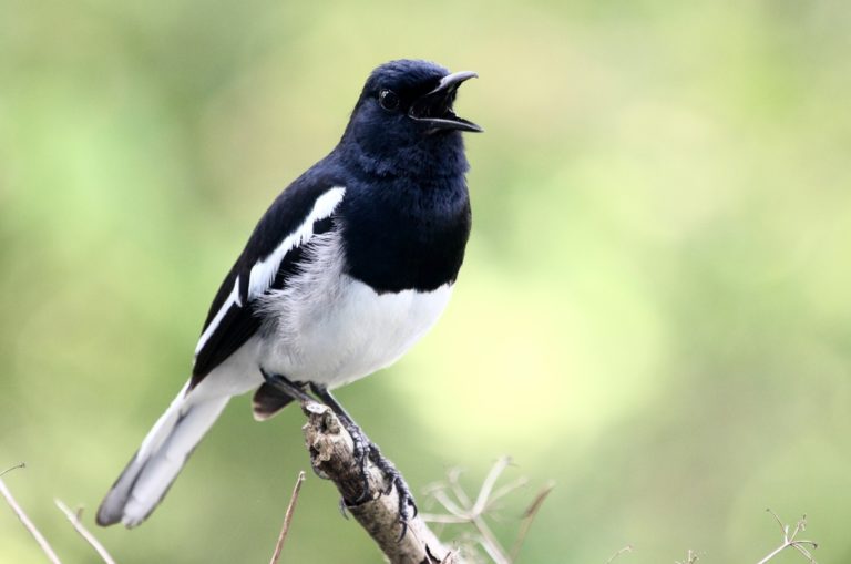 gros plan Magpie debout sur une branche